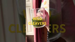Cleavers Drink for Recovery 🌱