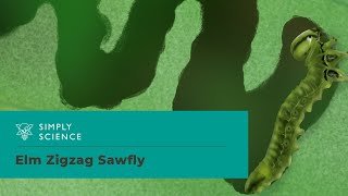 Help Us Find the Elm Zigzag Sawfly