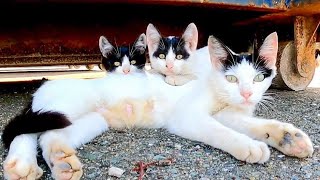 野良猫親子が寛いでいるところにお邪魔してきました