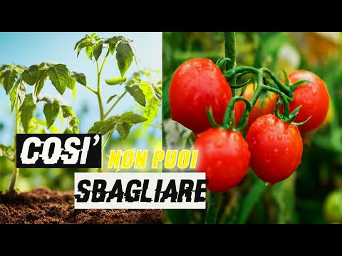 Video: Pomodori in crescita - La guida definitiva per coltivare piante di pomodoro