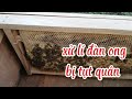 Xử Lý Đàn Ong Tụt Quân Sau Khi Tách Đàn | Trung Nuôi Ong
