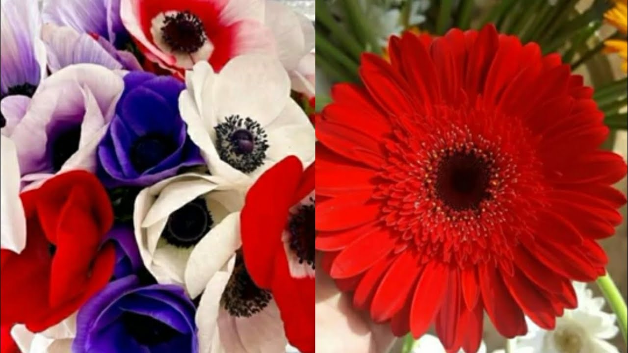 Roses and unique flowers video YouTube