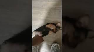 Sis new puppy.