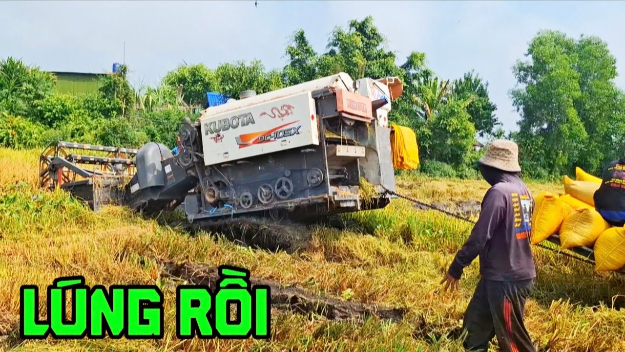 đi xem máy  cắt lúa kubota dc 105 và cảnh bắt chuột 