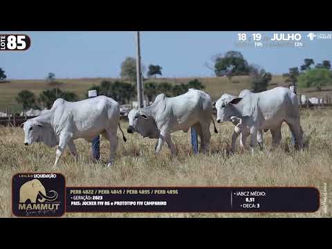 LOTE 85   PERB 4822 4849 4895 4896