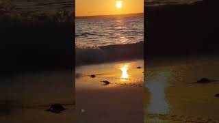 Baby Turtles Make a Run for the Sunset