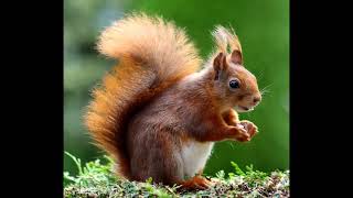 What's Your Toughts On This Animal? #5