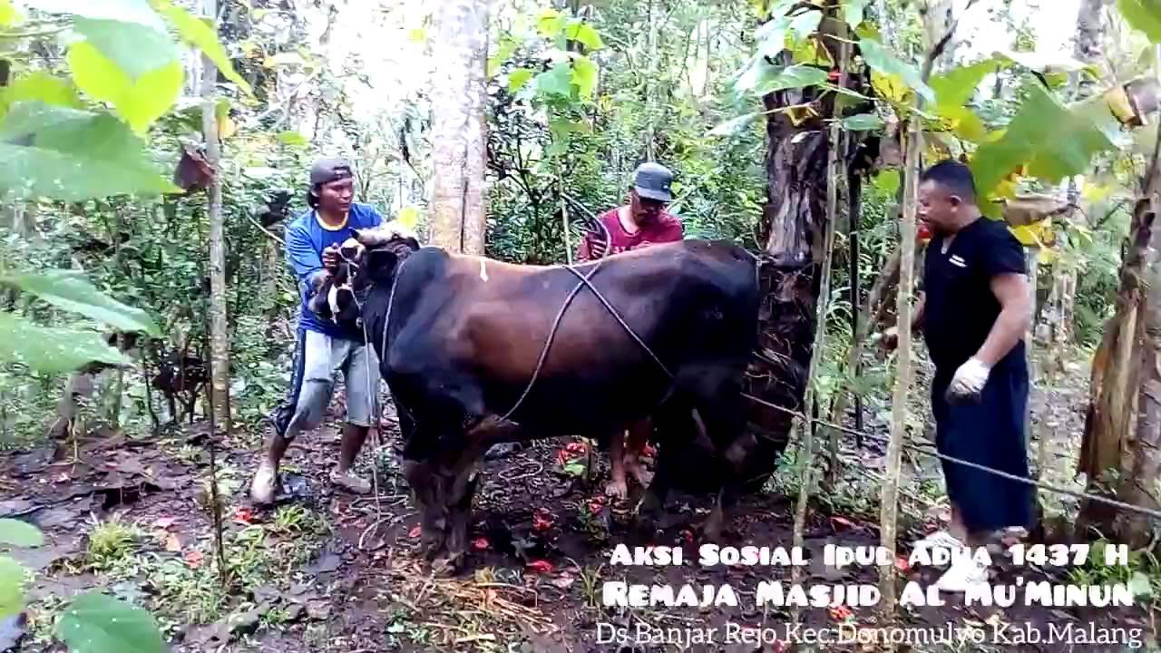 Tata Cara  Merobohkan Hewan  Qurban Sapi  sesuai syar i 