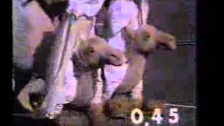 Id Transtel Y Presentacion De Telematch