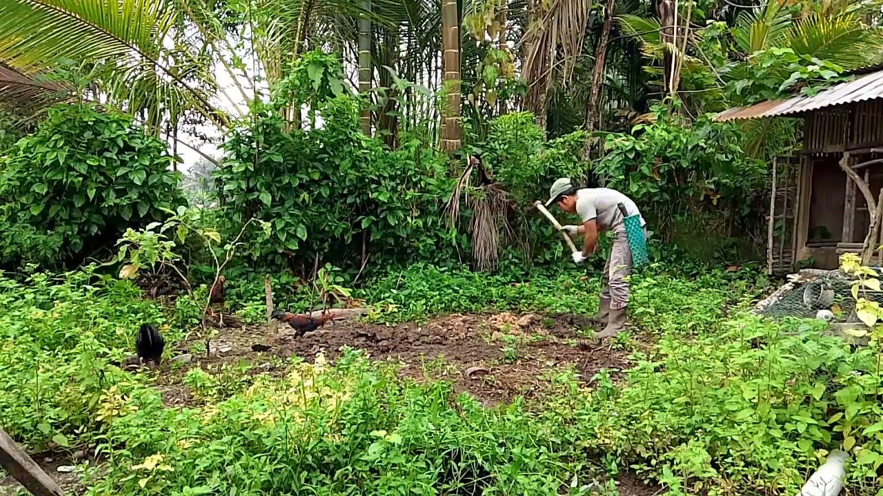Pembuatan bedengan sayur bayam 