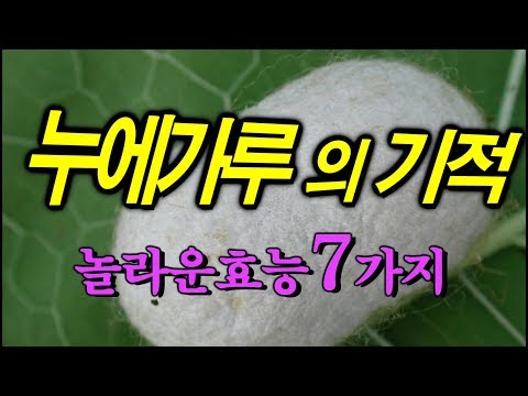 누에가루의 7가지 기적~ 백강잠의 놀라운 효능~ 간기능/당뇨/피부미백/정력강화/혈관건강