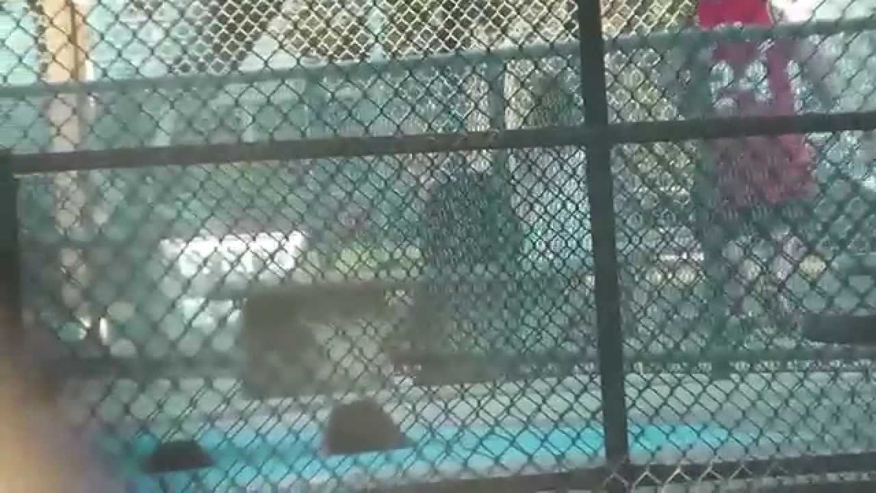 HOMEREDDIE1---FUN IN THE SUN CLIP #7