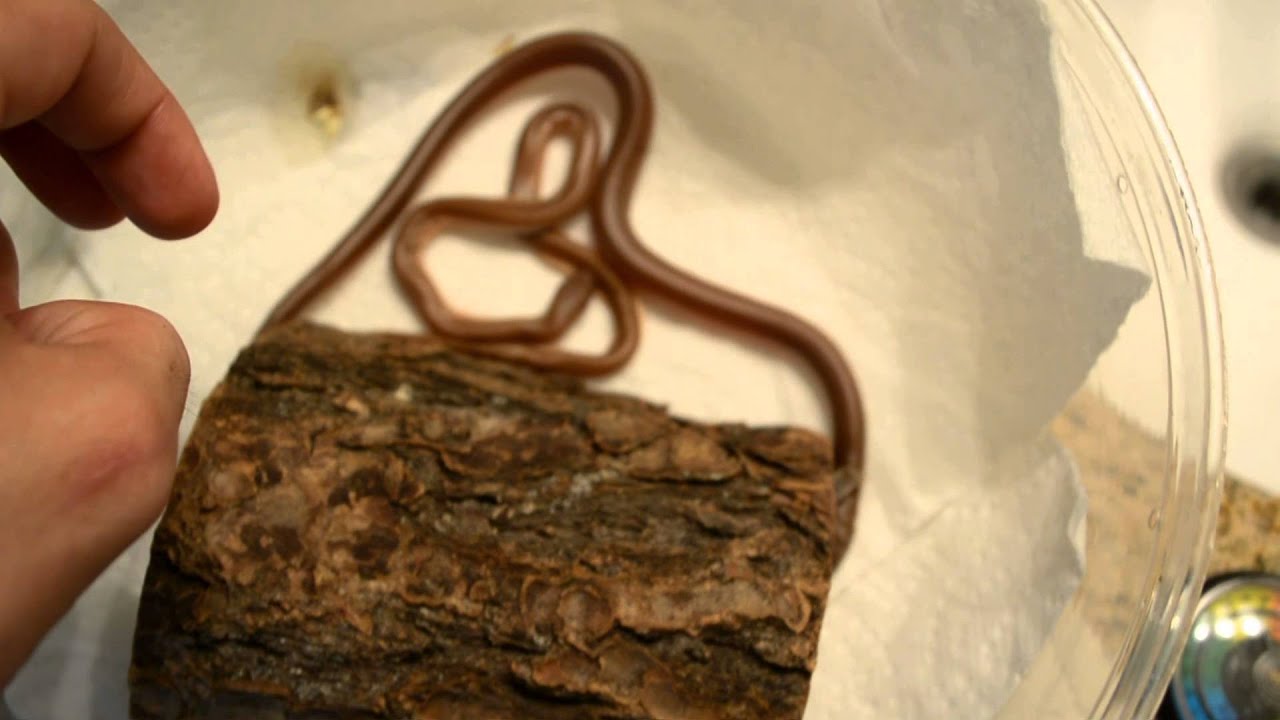 Rubber Boa Mouth Infection YouTube