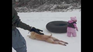Dog Slides Across the Snow