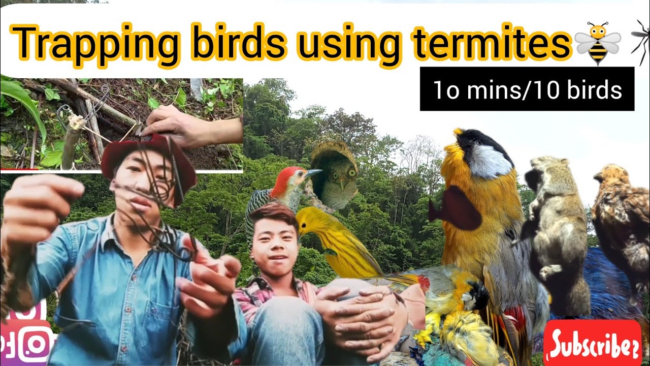 Trapping birds🐧🐦using termites 🐝 (10 mins/ 10 birds) #nagaland #trapping
