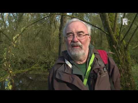 Video: Trendy Architektúry: Strecha Trávnika Múzea Biesbosch