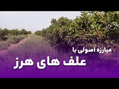 از بین بردن علف هرز روش اصولی مبارزه با علف هلی هرز