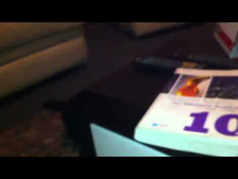 cat playing hide and seek