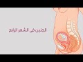 الشهر الرابع من الحمل  : الأعراض / شكل الجنين و نصائح مهمة للحامل في هذا الشهر