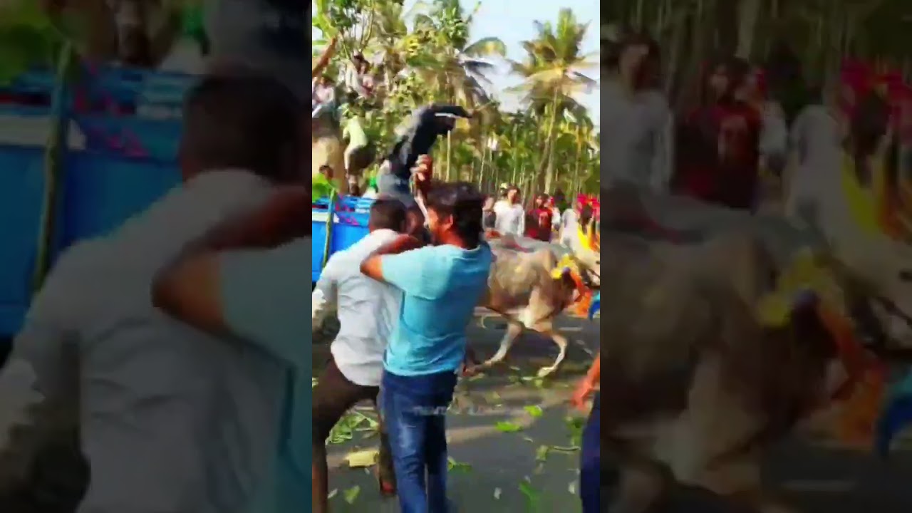 Shocking Bullock Cart Accident Caught on Camera 😱