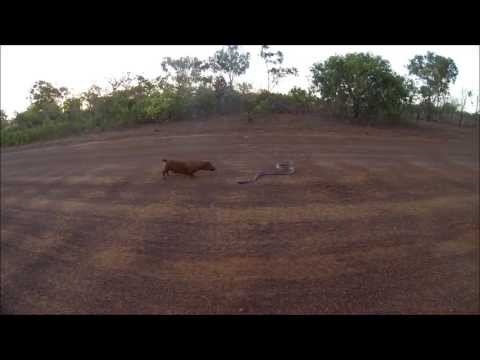 Frank meets a Black Headed Python