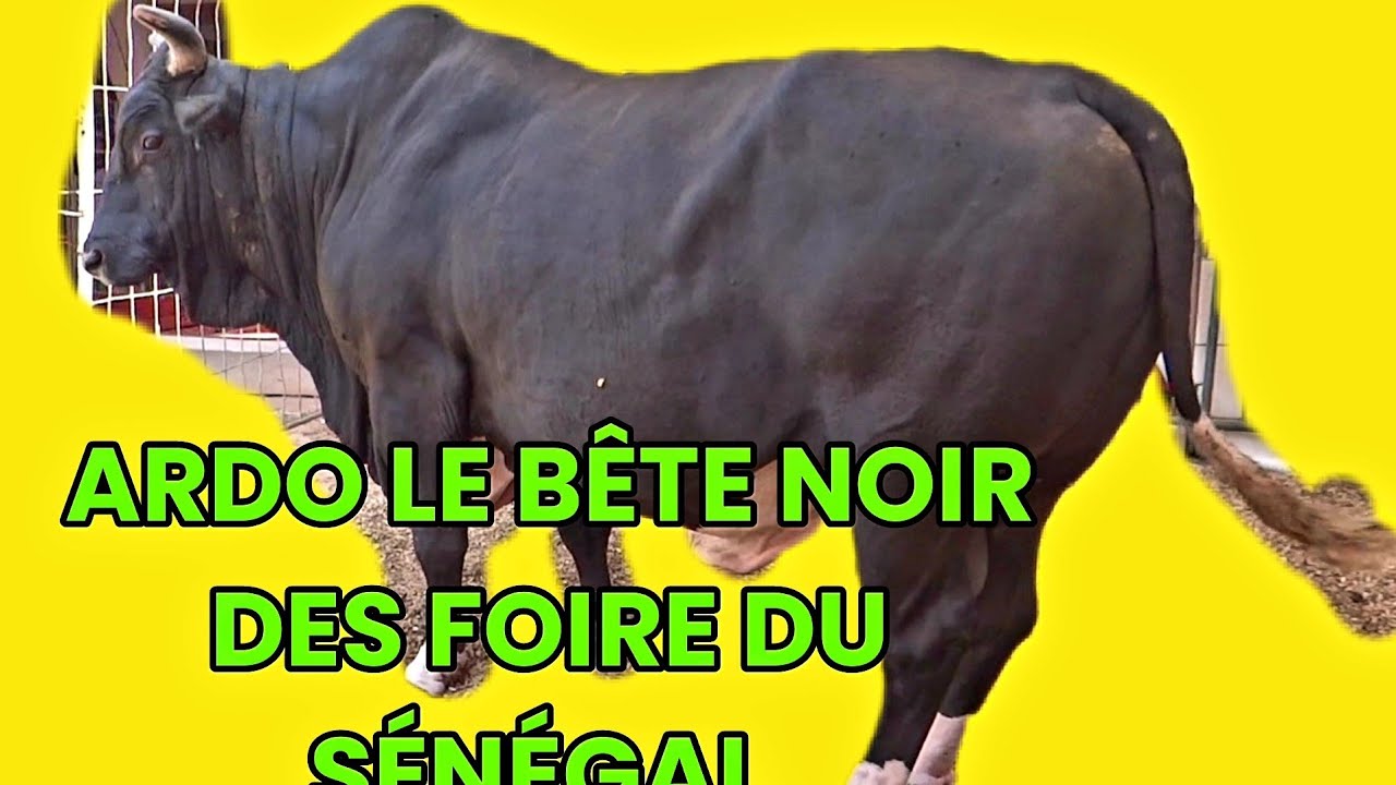 ARDO NOIR LE MONSTRE NOIR DES FOIRE AU SÉNÉGAL REGARDER SON HISTOIRE RÉSUMÉ