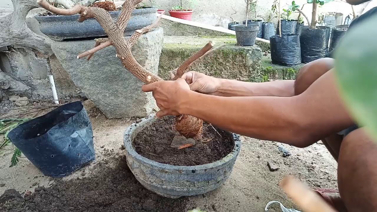 Cara menanam hasil cangkok asam jawa 