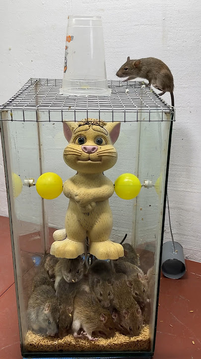 Great mouse trap idea from plastic cat/Mouse trap 2#rat #rattrap #mouse #mousetrap