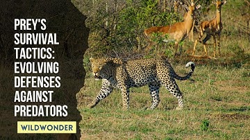 Evolving Defenses: The Ingenious Strategies Prey Animals Use to Escape Predators
