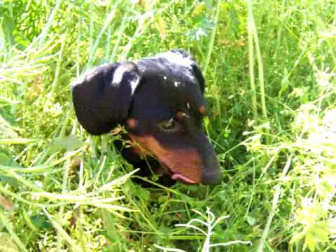 Chuck looking cute in the field