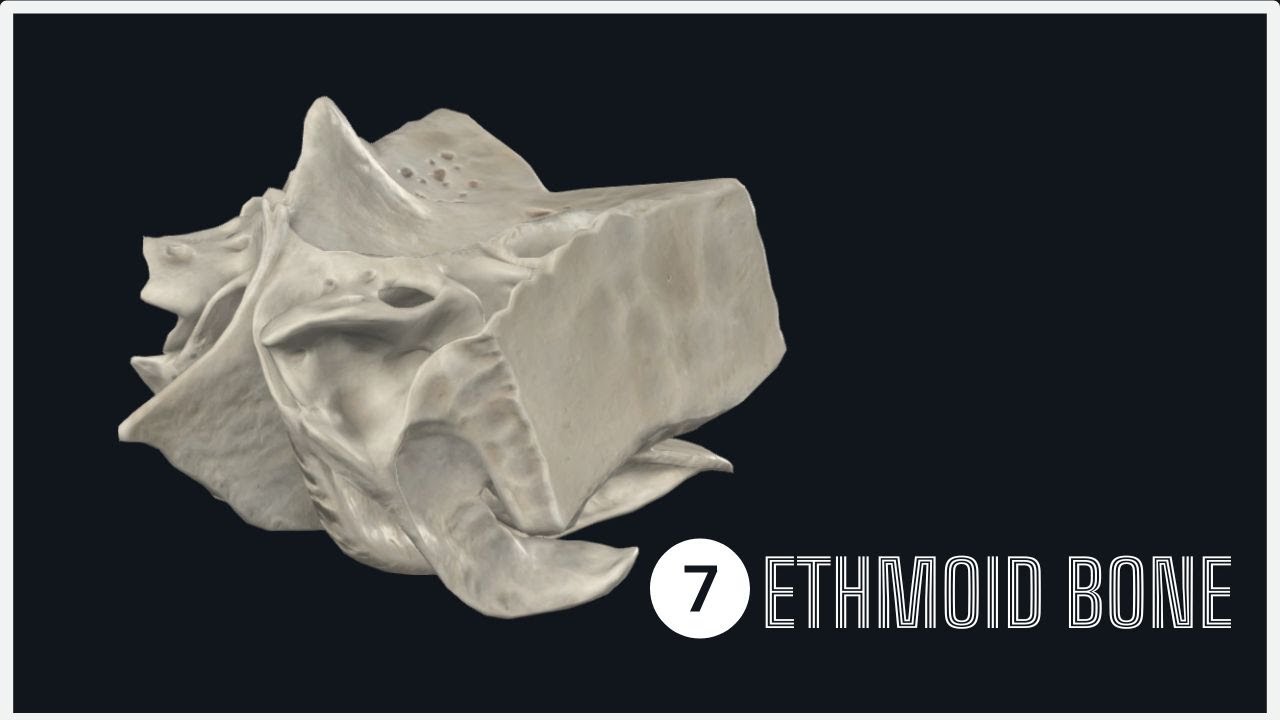The ETHMOID BONE: a Quick Anatomy Overview