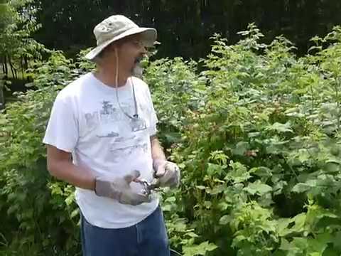 Summertime Pruning of Black Raspberries