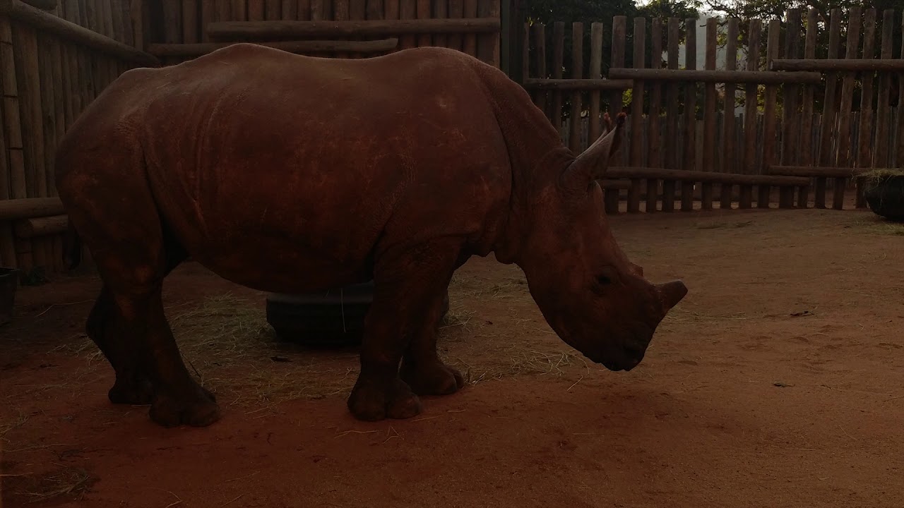 EBIT JCP 2017 Group 6, Care For Wild