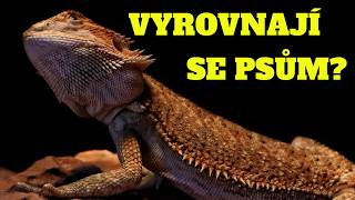 Nejzajímavější Exotická Zvířata