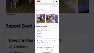 Daycare Report Cards