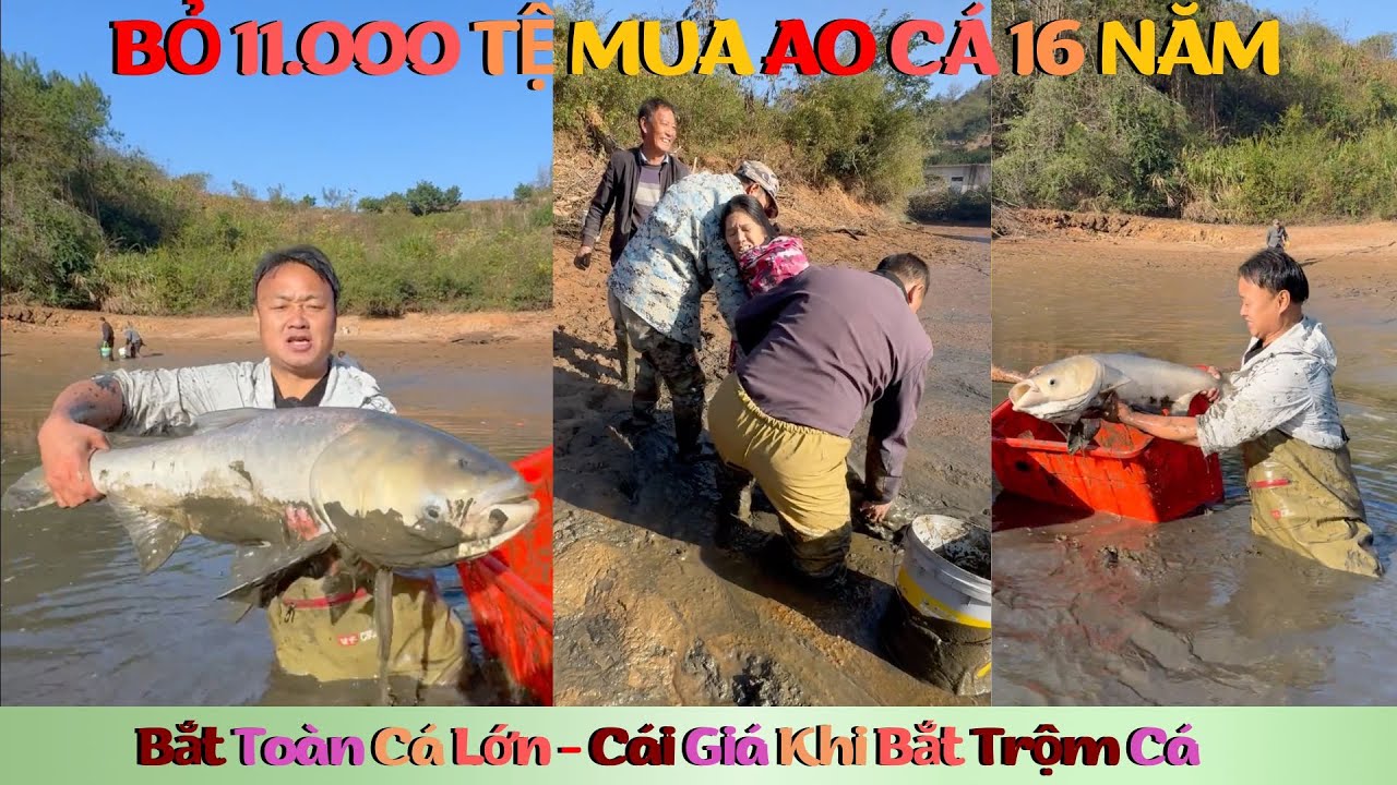 Потратьте 11 000 юаней и поймайте тонну гигантского белого амура — жители деревни «наказаны» за к...