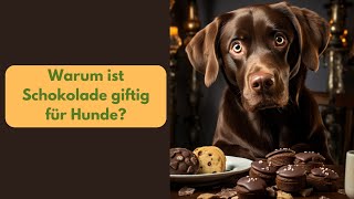 Schokoladenvergiftung beim Hund - Warum ist Schokolade giftig und was ist zu tun? by Hunderassen aus aller Welt 90 views 7 months ago 1 minute, 45 seconds