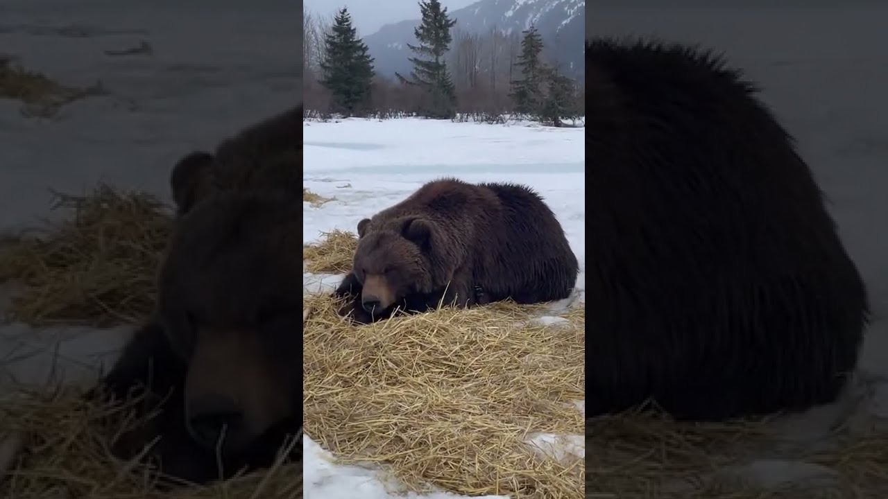 Talking Bear "Heyyyyy"
