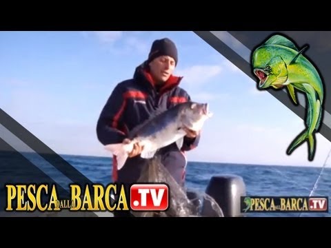Come imparare a pescare i dentici (Dentex dentex) – parte 2 di 3 – Pesca dalla Barca TV