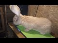 Prezentare masculi -Iepuri Uriasi German-Deutsche Riesenkaninchen.  rabbits .Niemieckie gigantyczne