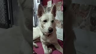 #straydog #funny 👌👍♥️
