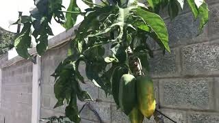 05DEC22- The Ecuador Report from Cumbaya, Tio Jacos Finca de Babaco = Mtn Hybrid Papaya, fresh yard