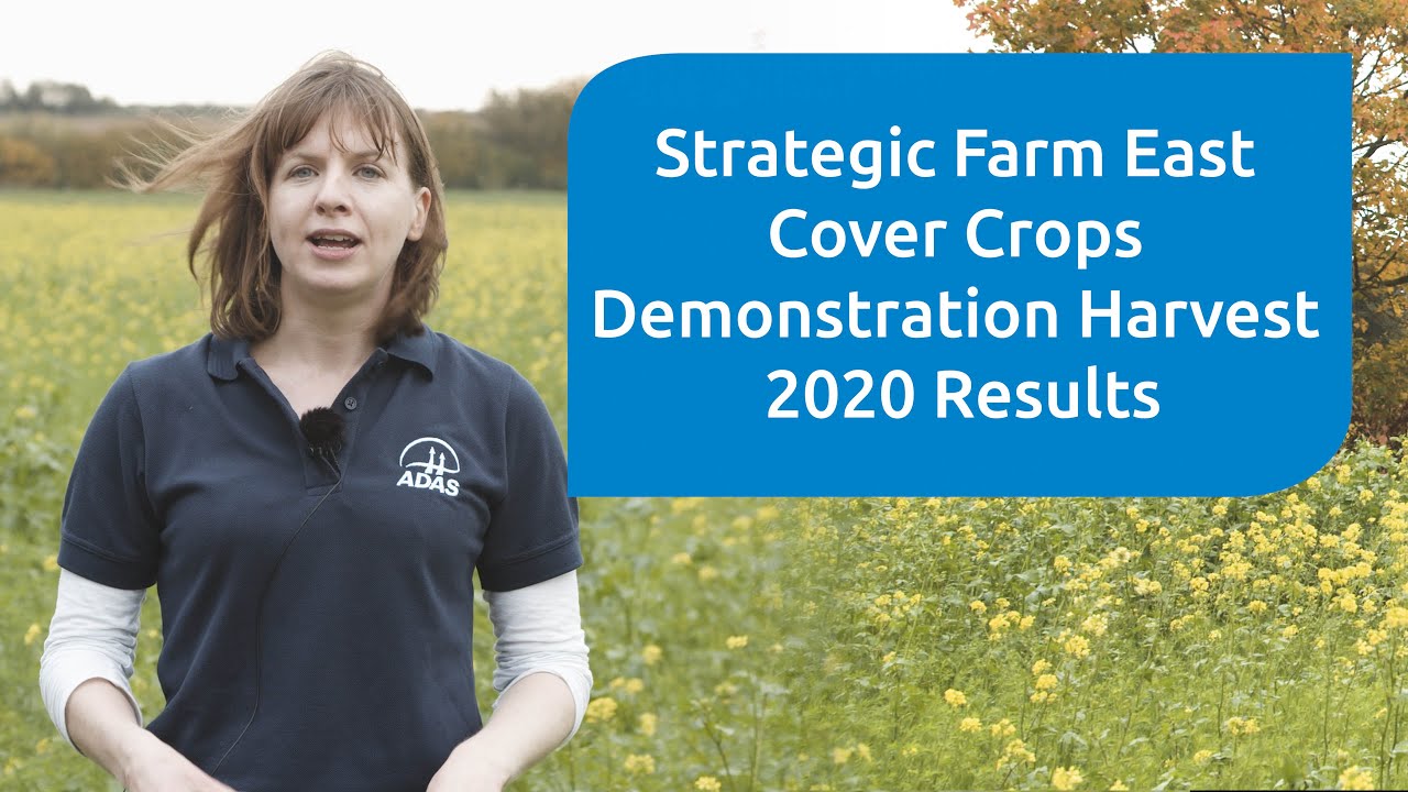 Cover crop demonstration results from harvest 2020 at the AHDB Strategic Cereal Farm East
