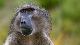 Sneaky Baboons Cause Mayhem For Crop Farmers Animals With Cameras Bbc Earth Explore