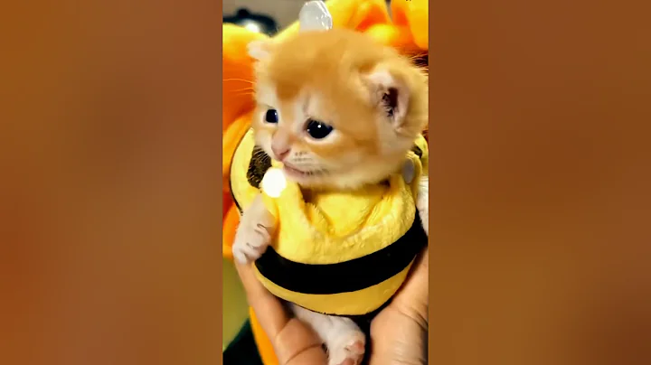 Video 11203861: persian cat cutecat kitten, persian cat kitten pet, persian kitten pets animal, persian cute kitten pets, persian cat funny pets