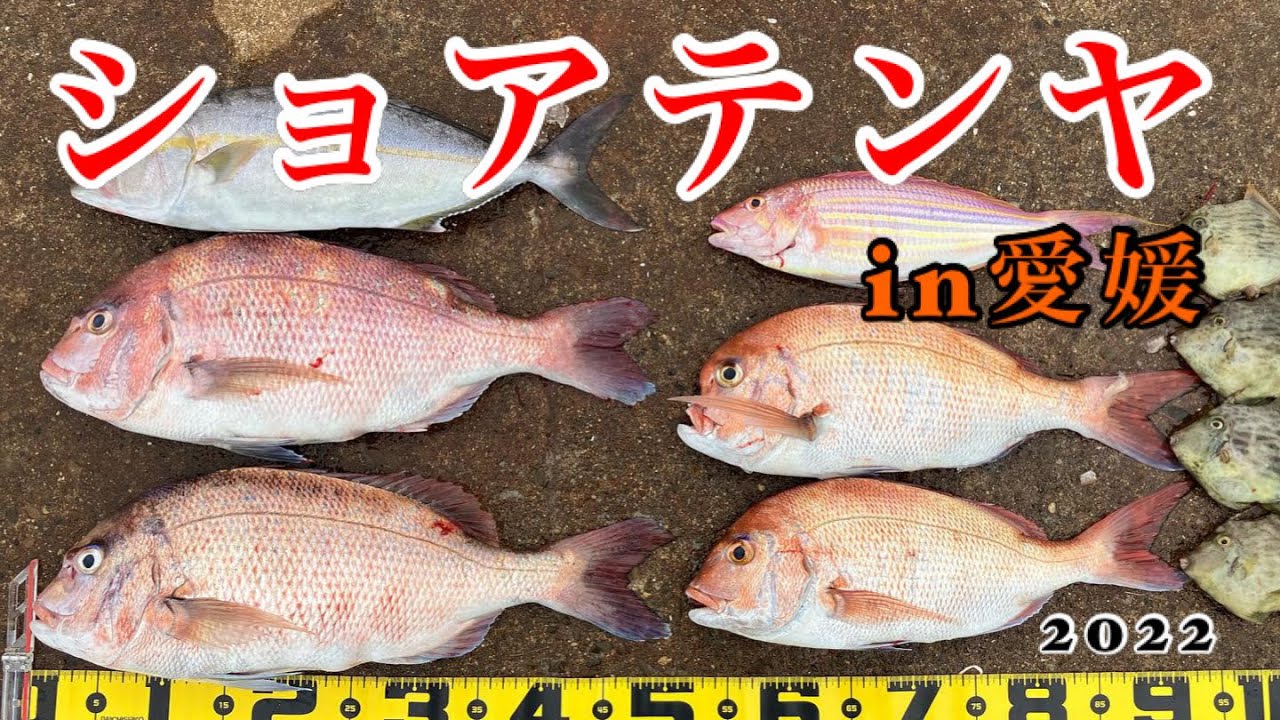 自作の遊動テンヤで脱走兵を釣れ！！イケスから逃げた真鯛を狙う！【ショア一つテンヤ】