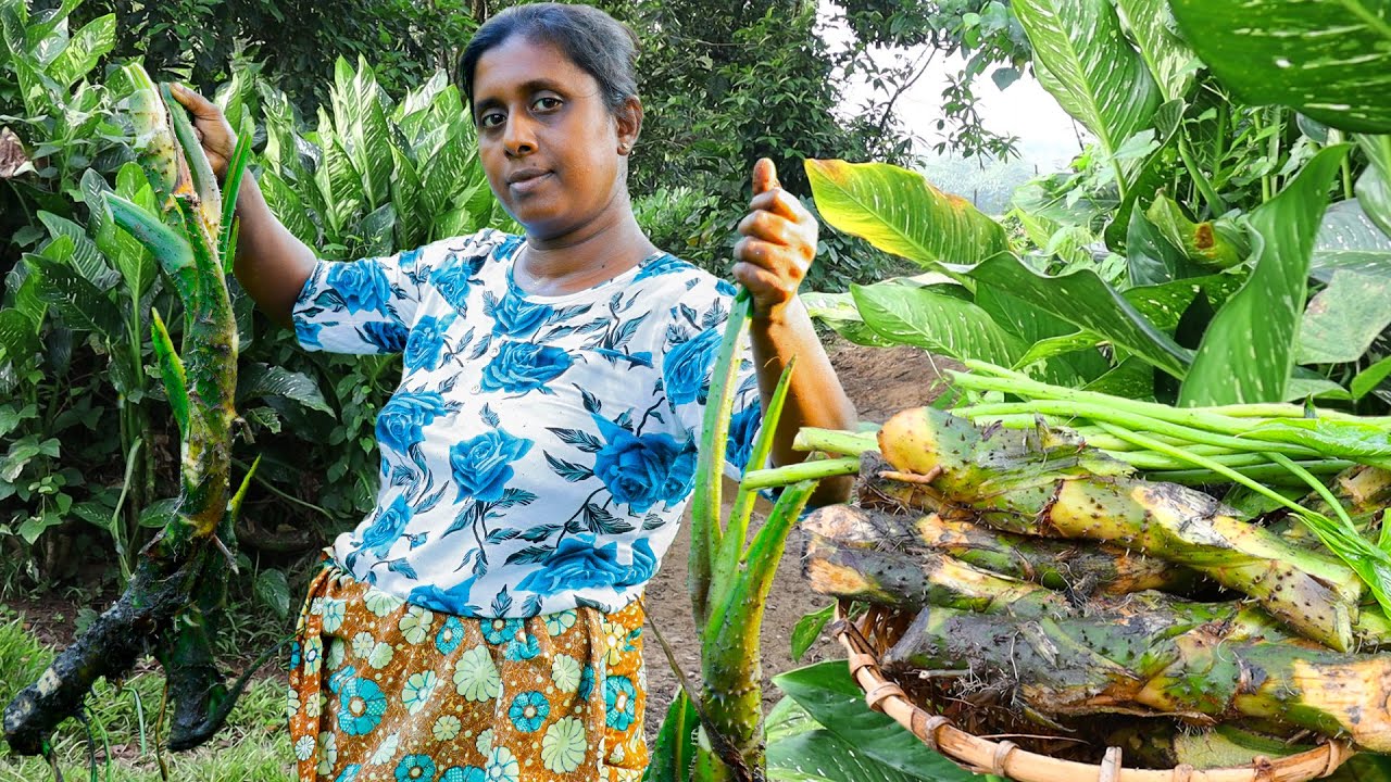 This is how the villagers prepare lasia Spinosa for a good and healthy meal. Village Kitchen recipe