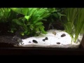 Maintaining sand substrate in an aquascape