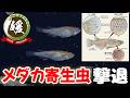 メダカの寄生虫を撲滅せよ！ギロダクチルスにダクチロギルスやコショウ病にパラクリア！