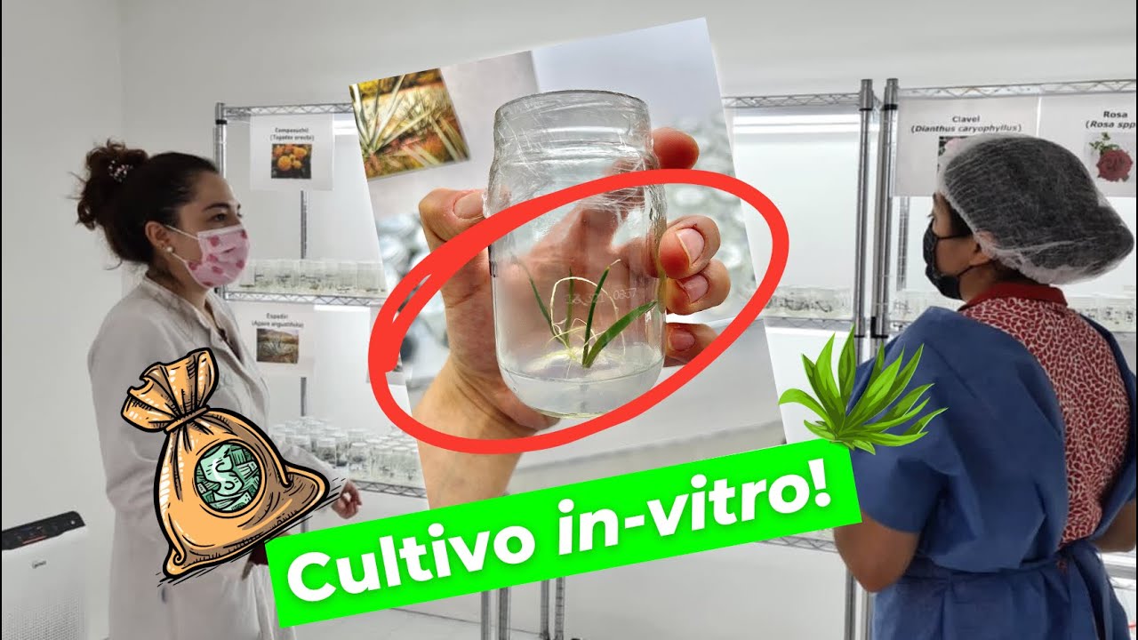 El negocio de la MICROPROPAGACIÓN / CULTIVO IN-VITRO DE PLANTAS - Myriam Murillo